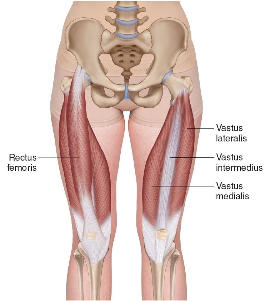 bovenbeenspieren: hamstrings en quads
